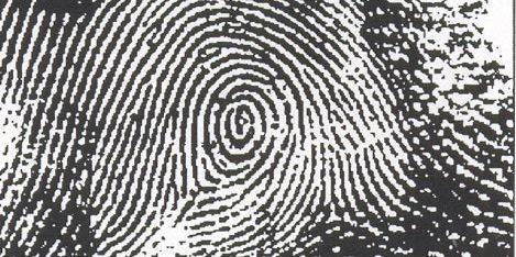 Peacock's Eye - Finger Print