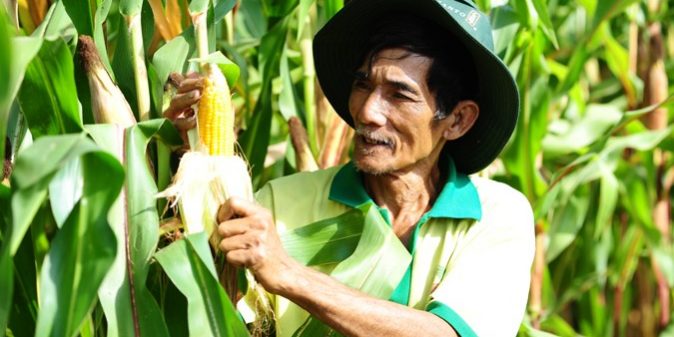 ong-lao-trong-ngo-675×380